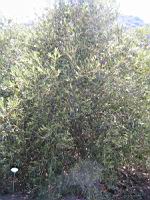 Olivier Belgentier (olive de table) (en Corse) (01) (Photo F. Mrugala)